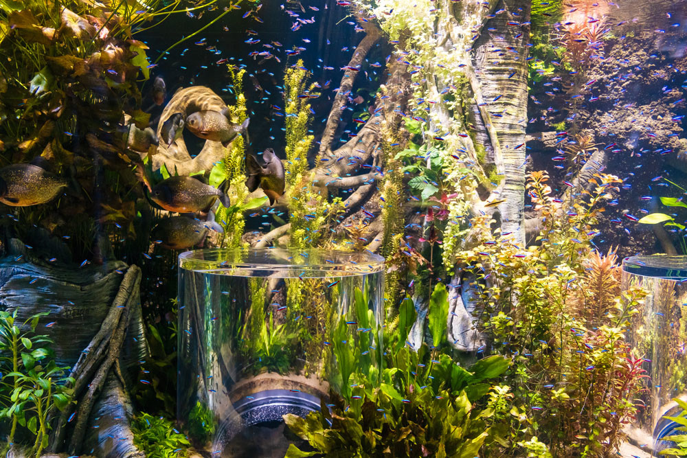 ‘WONDER’-FUL BOOM: Since opening in September, Wonders of Wildlife National Museum and Aquarium has helped increase hotel room demand in Springfield by 8.2 percent.