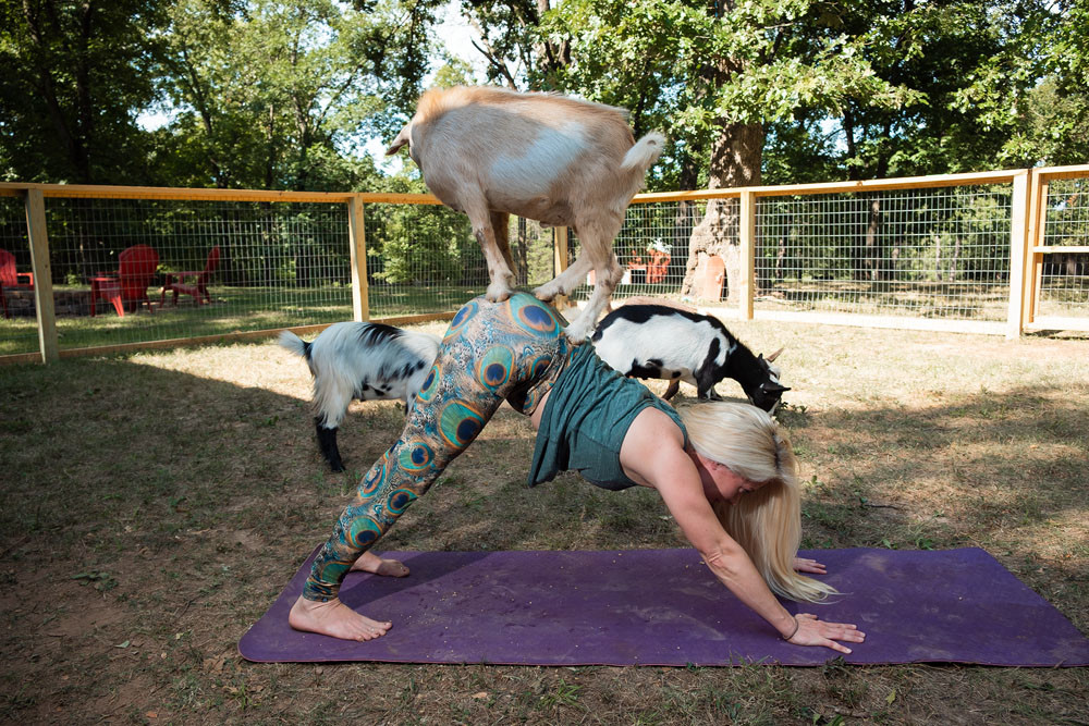 Acting upon his natural instincts, Oliver the goat stakes a new position upon Wubbena.