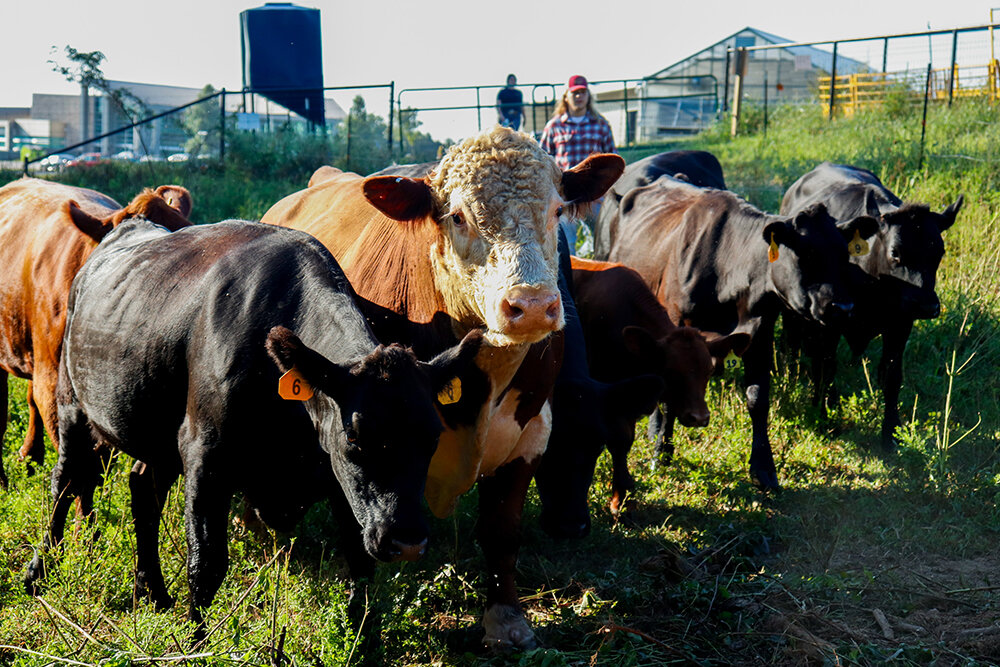 LIVESTOCK LAND: OTC's Richwood Valley campus in Nixa has 17 acres fenced for livestock with plans for more.
